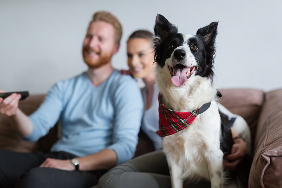 Pets vs Animals in California and what you need to know
